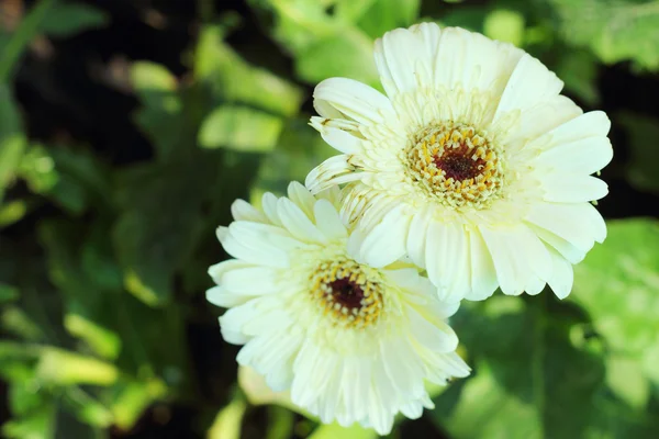 Schöne weiße Gerbera-Blume — Stockfoto