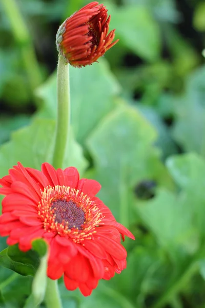 美丽的红色的非洲菊花卉 — 图库照片