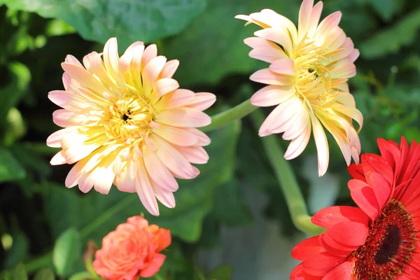 Mooie van witte gerbera bloem — Stockfoto