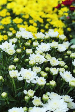 Bahçe güzel beyaz krizantem