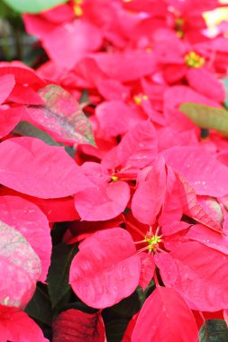 Bahçedeki kırmızı ağaç