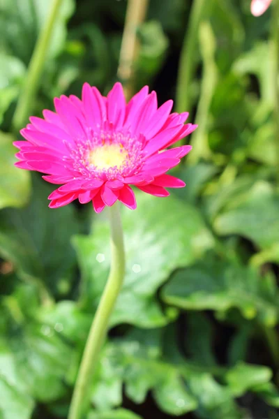 Schön rosa Gerbera Blume — Stockfoto