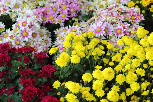 Krásné chryzantémy v zahradě — Stock fotografie