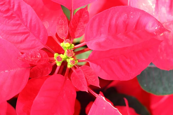 Árbol rojo en el jardín — Foto de Stock