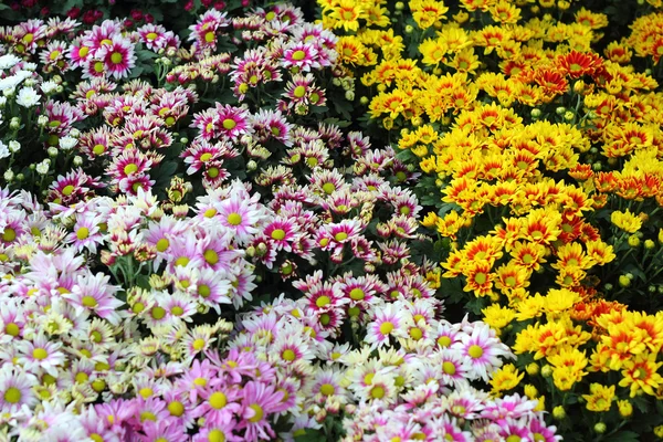 Belo crisântemo no jardim — Fotografia de Stock