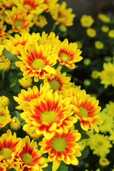 Hermoso crisantemo amarillo en el jardín — Foto de Stock