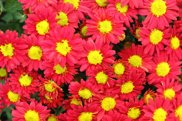 Gänseblümchen - rote und gelbe Blüten in der Natur — Stockfoto