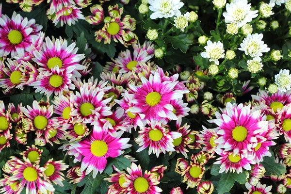 Schöne Chrysantheme im Garten — Stockfoto