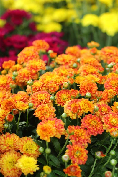 Las flores de margarita en la naturaleza — Foto de Stock