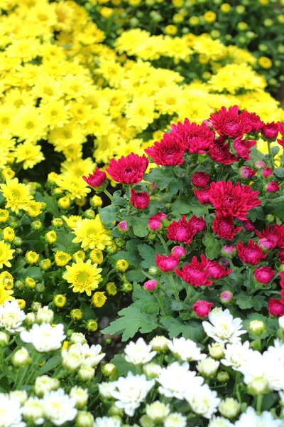 Krásné chryzantémy v zahradě — Stock fotografie