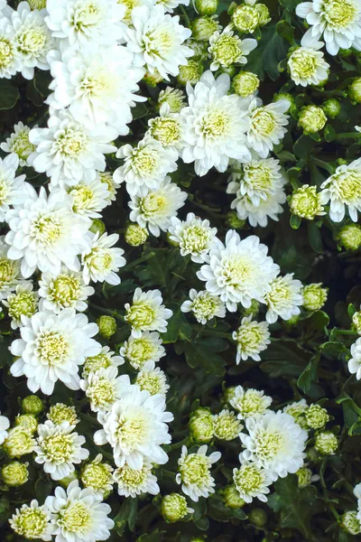 Beau chrysanthème blanc dans le jardin — Photo