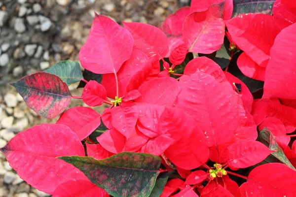 Árbol rojo en el jardín —  Fotos de Stock