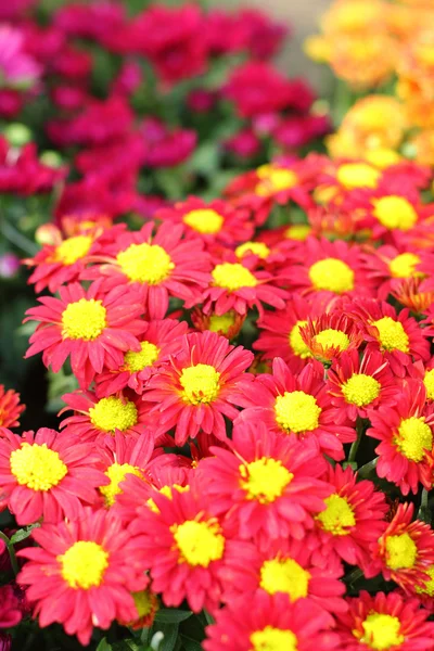 Daisy flowers - rode en gele bloemen in de natuur — Stockfoto