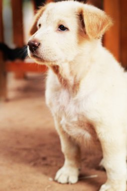 oturan bakan sevimli beyaz köpek