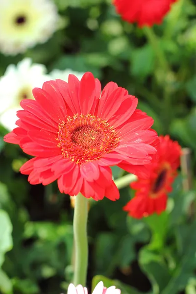Цветок красной герберы — стоковое фото
