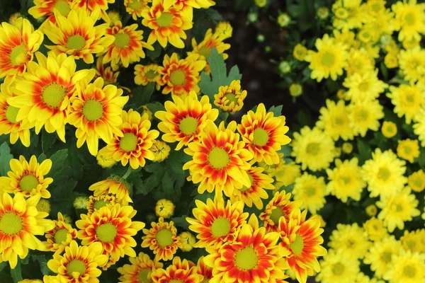 Daisy blommor i naturen — Stockfoto