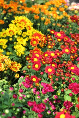 Doğadan papatya çiçekleri