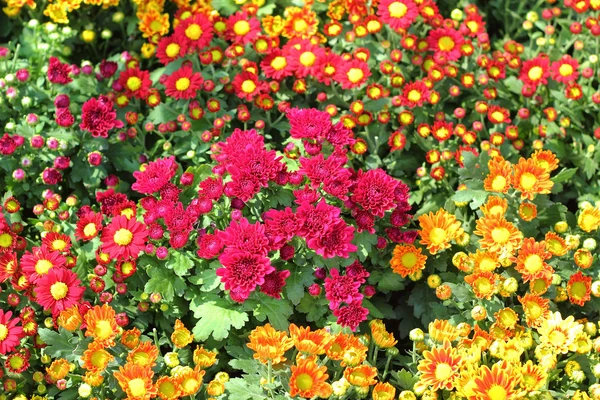Flores Margarida na natureza — Fotografia de Stock