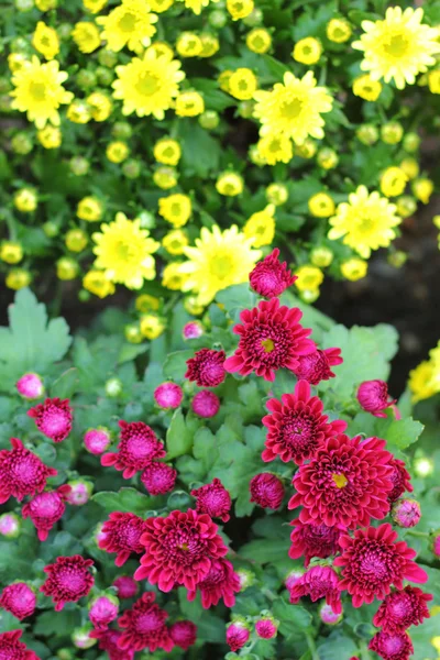 Bellissimo crisantemo in giardino — Foto Stock