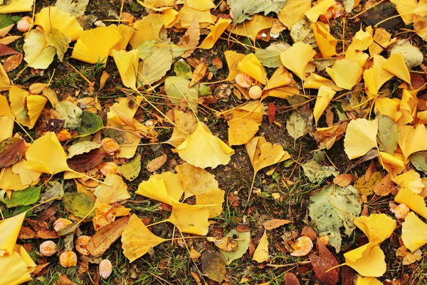 Ginkgo blad bakgrund i naturen — Stockfoto