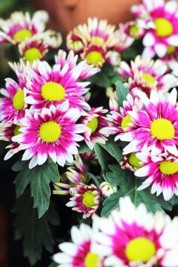 Bahçe güzel krizantem