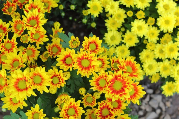 Bellissimo crisantemo giallo in giardino — Foto Stock