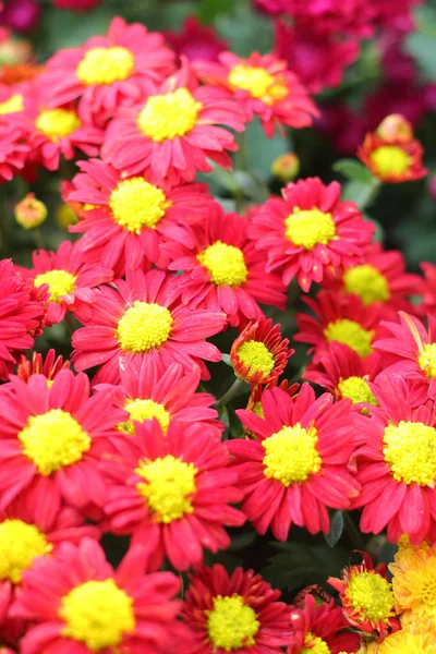 Daisy flowers - rode en gele bloemen in de natuur — Stockfoto