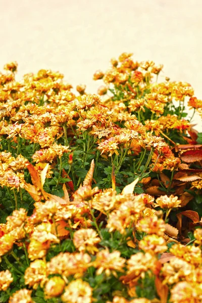 Flores amarelas murchas na primavera . — Fotografia de Stock