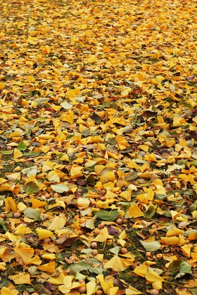 Ginkgo leaves background in nature — Stock Photo, Image