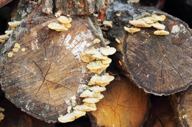 doğal taze mantar kereste.