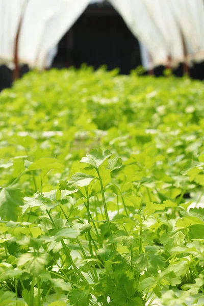 Grünes Gemüse im Wasserkraftwerk — Stockfoto