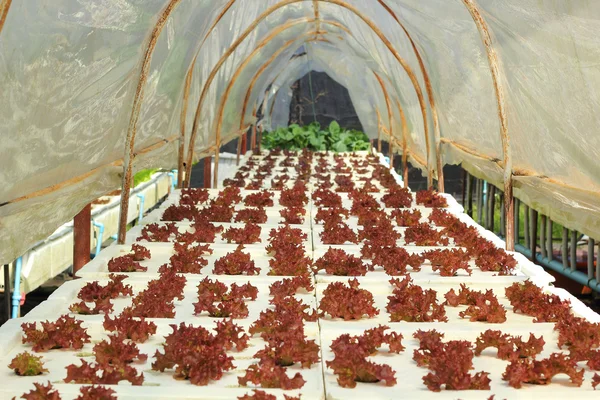 Tereyağı baş sebze hydroponic çiftlik — Stok fotoğraf