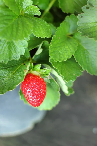 Fragola fresca in giardino — Foto Stock