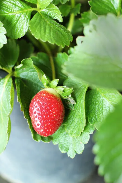 Frische Erdbeeren im Garten — Stockfoto