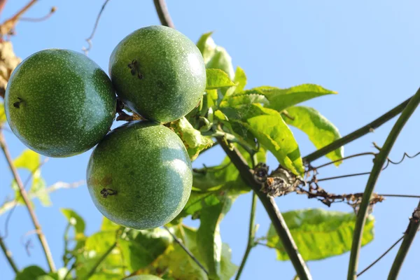 Passion fruit in de tuin — Stockfoto