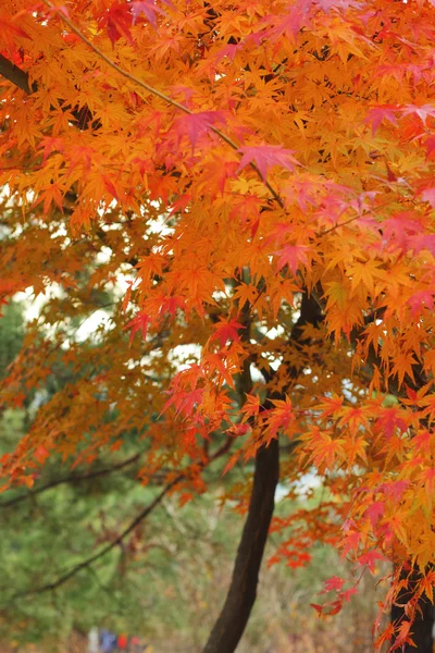 Mable leaves change color autumn in Korea. — Stock Photo, Image