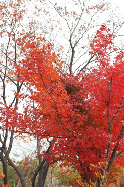 Foglie Mable cambiano colore autunno in Corea . — Foto Stock