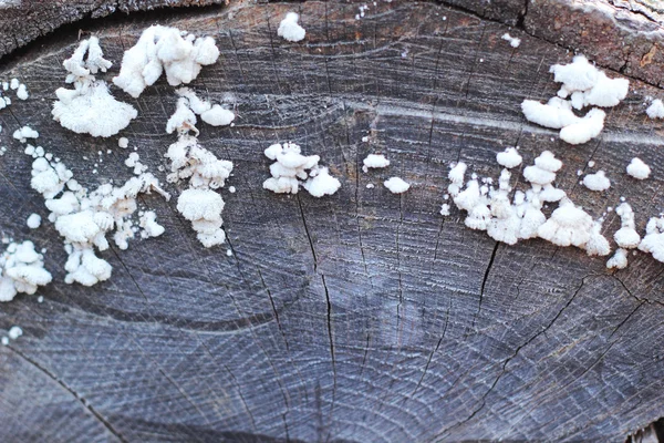 Legname di funghi freschi in natura . — Foto Stock