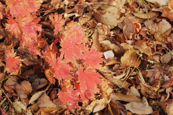 Mable hoja roja en la naturaleza — Foto de Stock