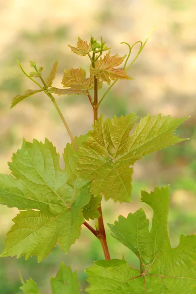 Свіже листя винограду в винограднику — стокове фото