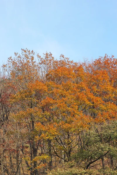 韓国のイチョウの葉の変更色秋. — ストック写真