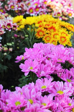 gerbera çiçekleri Bahçe