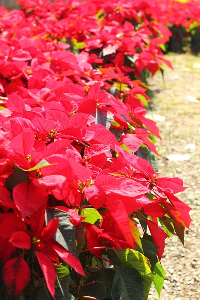 Flor de poinsettia roja. flor de Navidad en la naturaleza —  Fotos de Stock