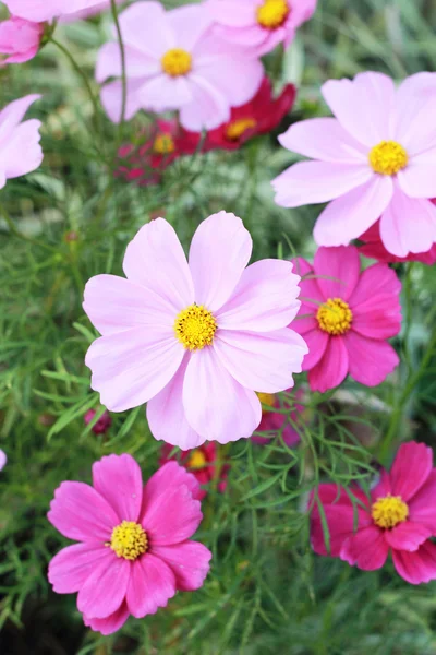 Färgglada blommor i naturen nära. — Stockfoto