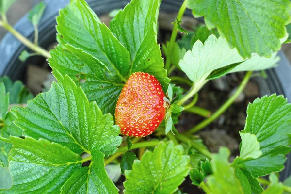 Frische Erdbeeren im Garten — Stockfoto