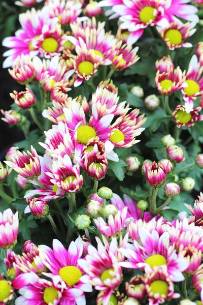 Mooie chrysant in de tuin — Stockfoto