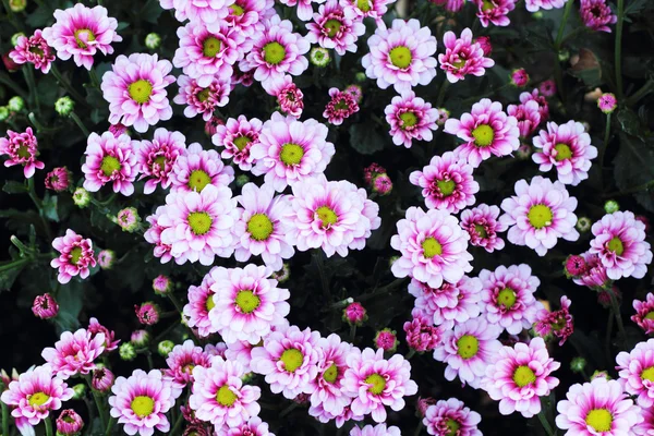Beau chrysanthème dans le jardin — Photo