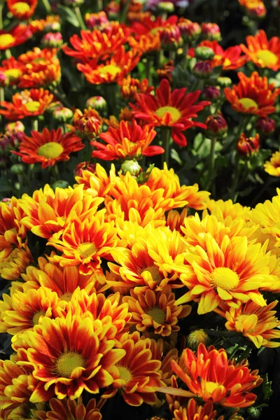 สวยงาม chrysanthemum ในสวน — ภาพถ่ายสต็อก