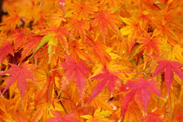 Mable bladeren wijzigen kleur herfst in korea. — Stockfoto
