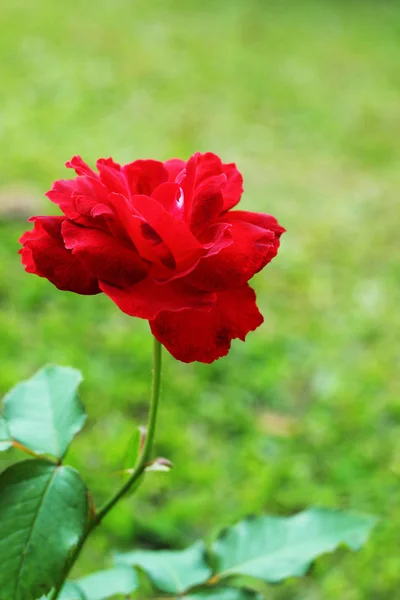 Rosa roja en la naturaleza — Foto de Stock